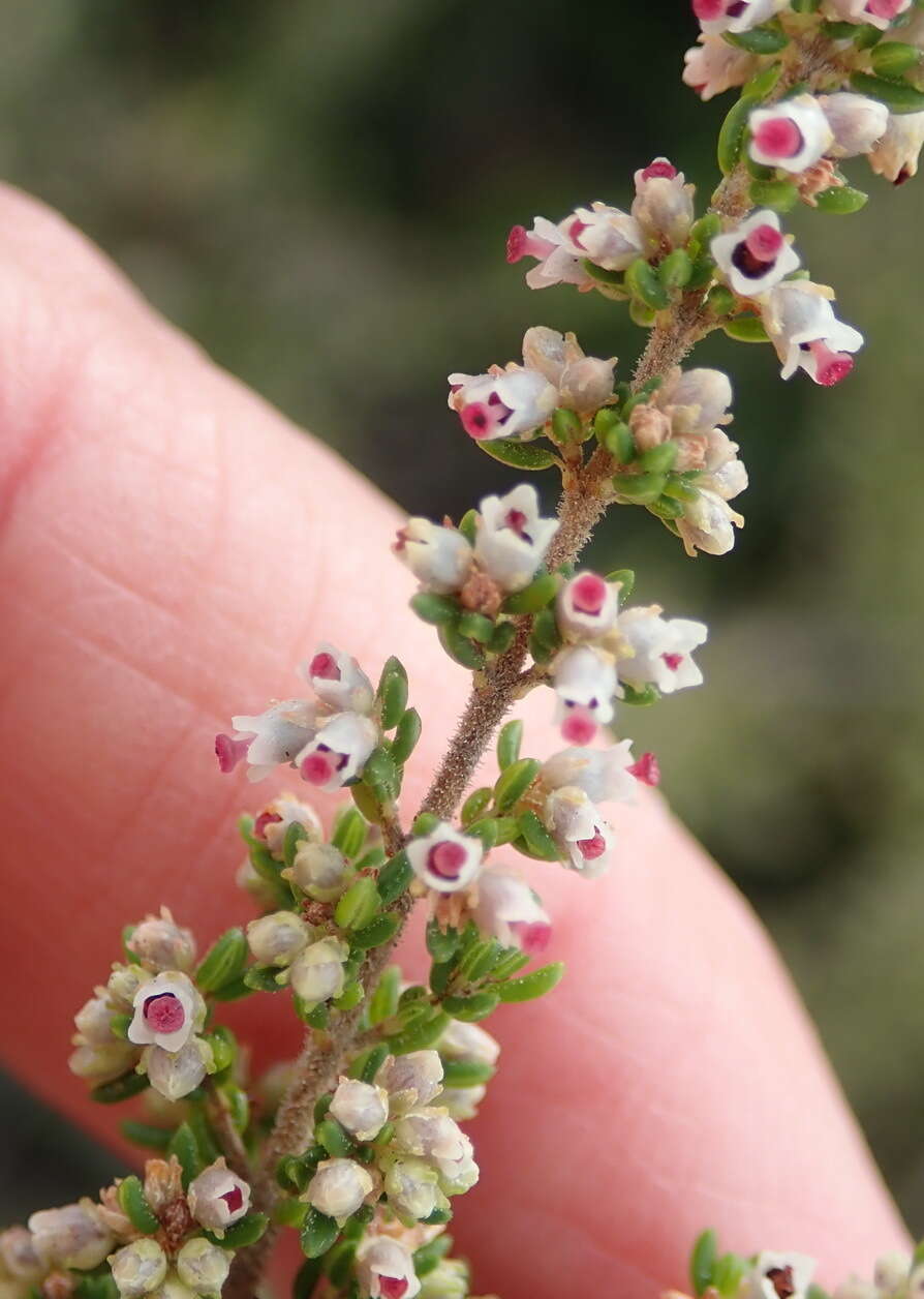 Image of Erica cordata Andr.