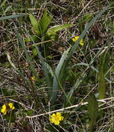 Image of Allium strictum Schrad.