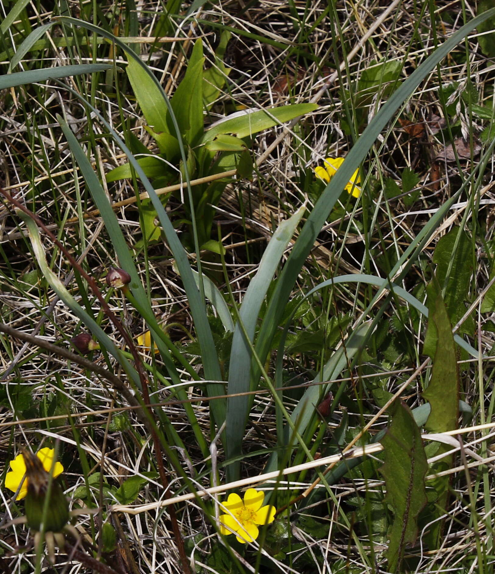 Image of Allium strictum Schrad.