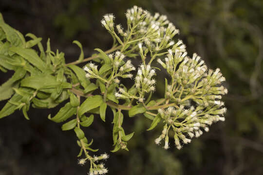 Imagem de Baccharis racemosa (Ruiz & Pav.) DC.