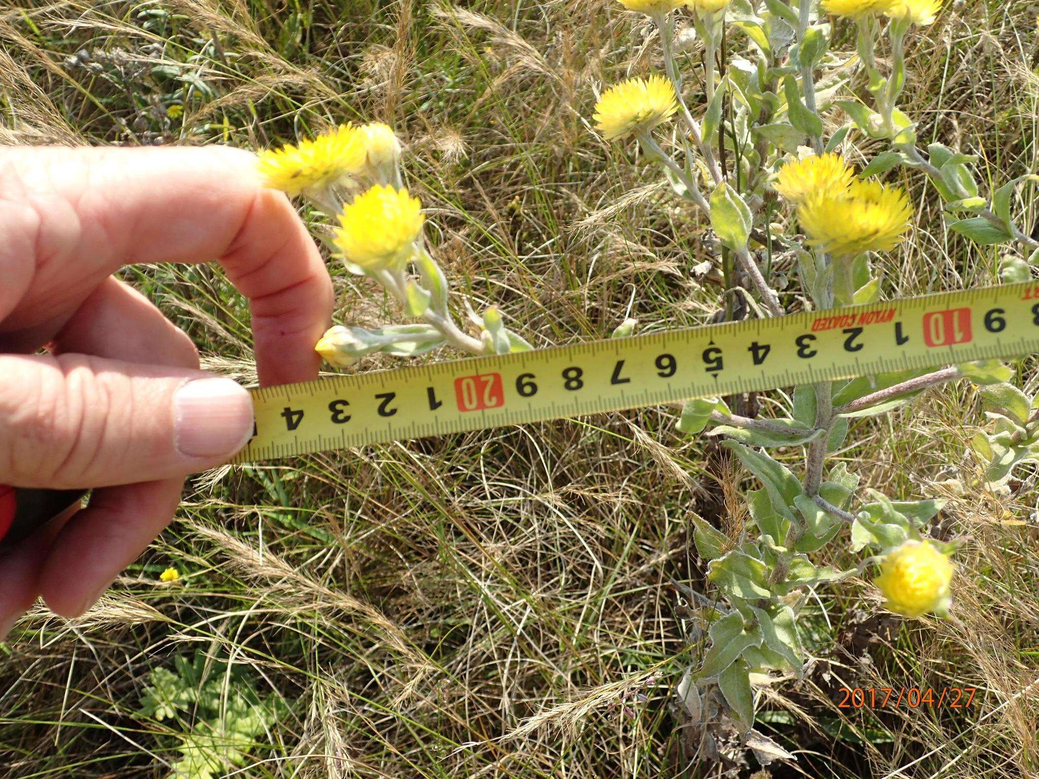 Image of Helichrysum decorum DC.