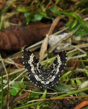 Image of Epirrhoe hastulata Hübner