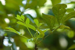 Image of Bastard Lime