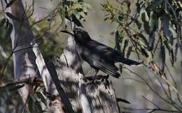 Imagem de Strepera versicolor arguta Gould 1846