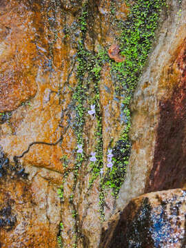 Image de Utricularia sandersonii Oliv.