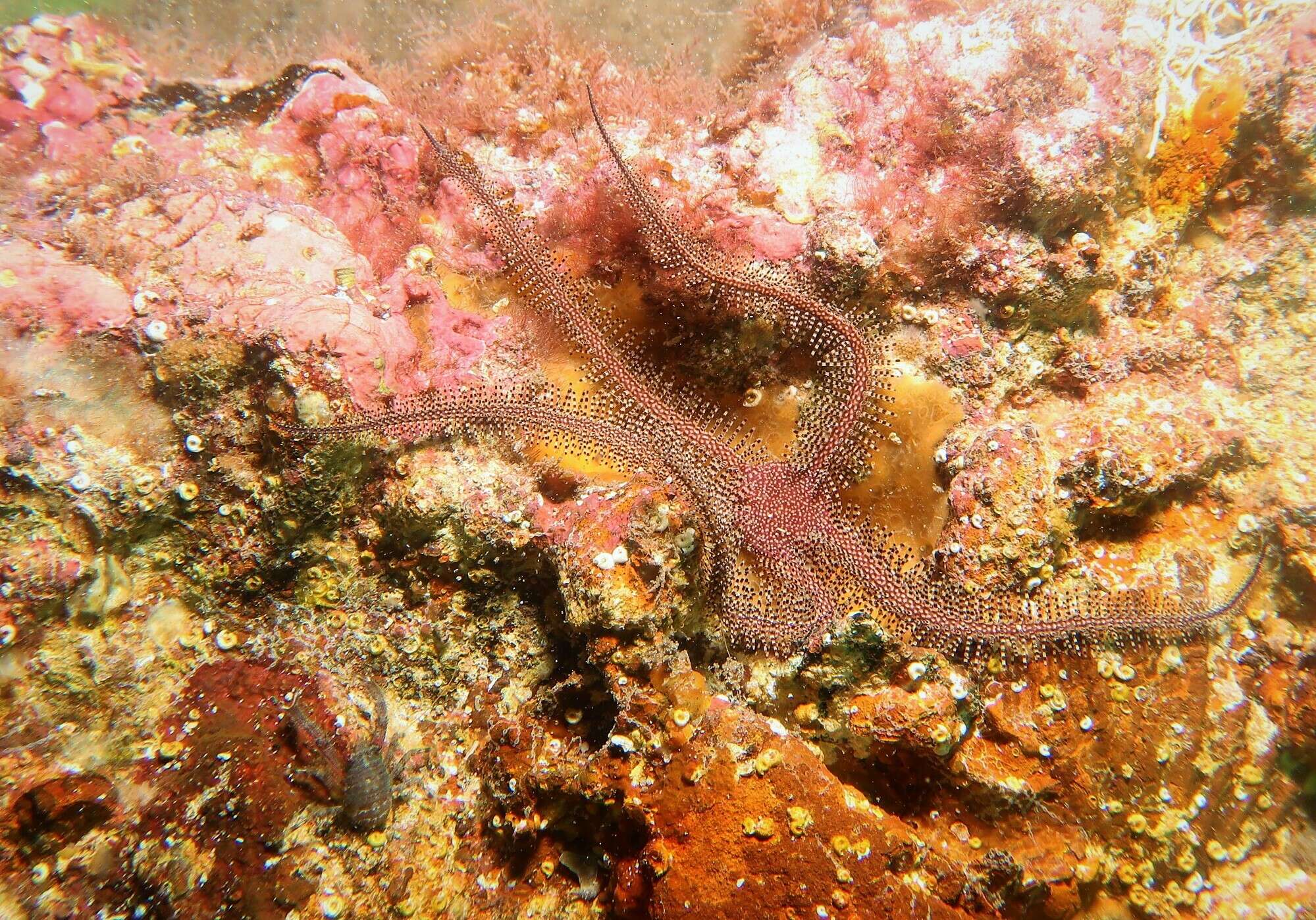 Image of Galathea australiensis Stimpson 1858