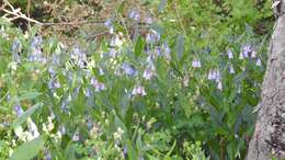 Image of aspen bluebells