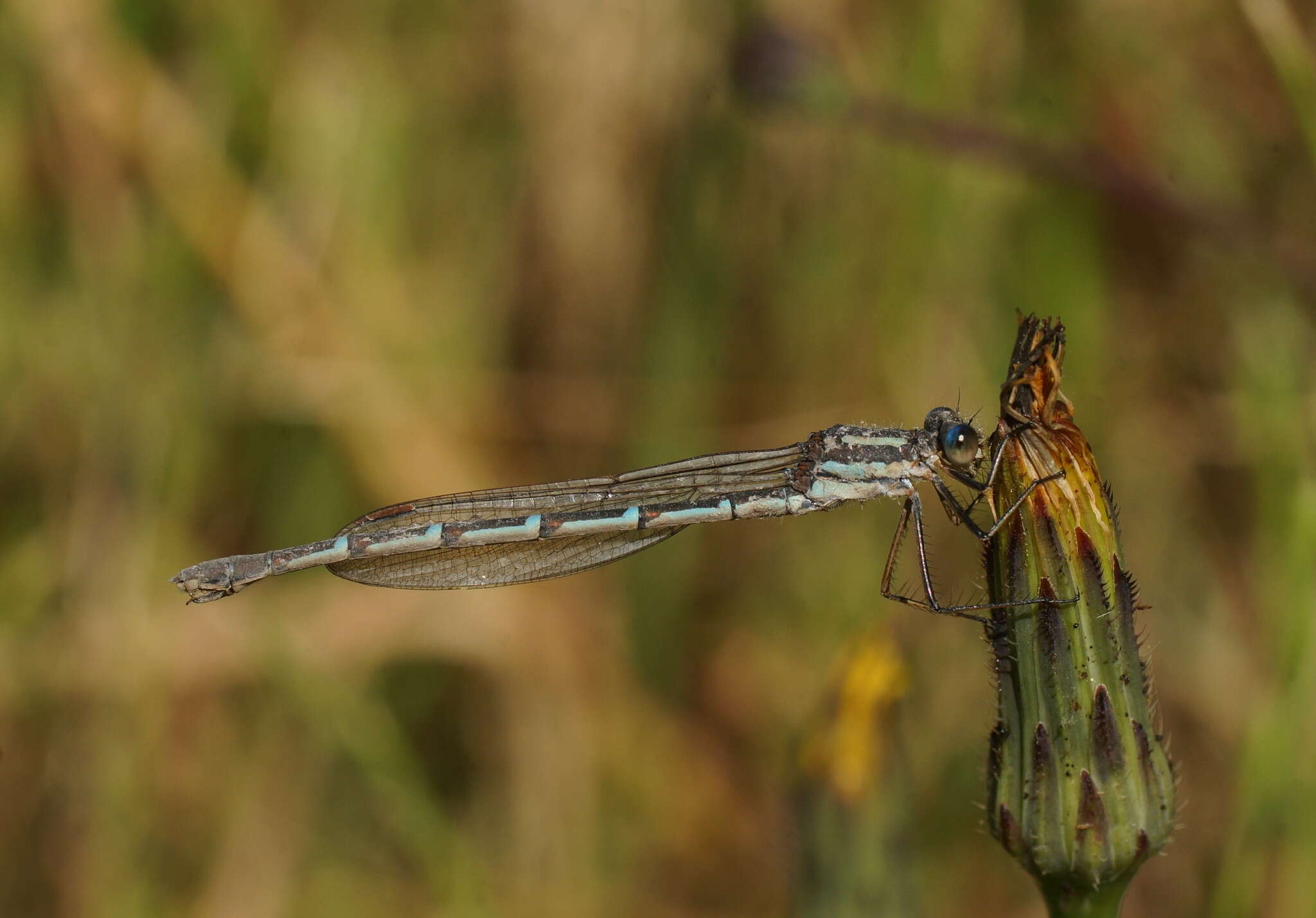 Image of Austrolestes annulosus (Selys 1862)