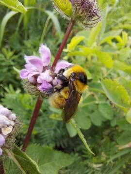 Plancia ëd Bombus distinguendus Morawitz 1869