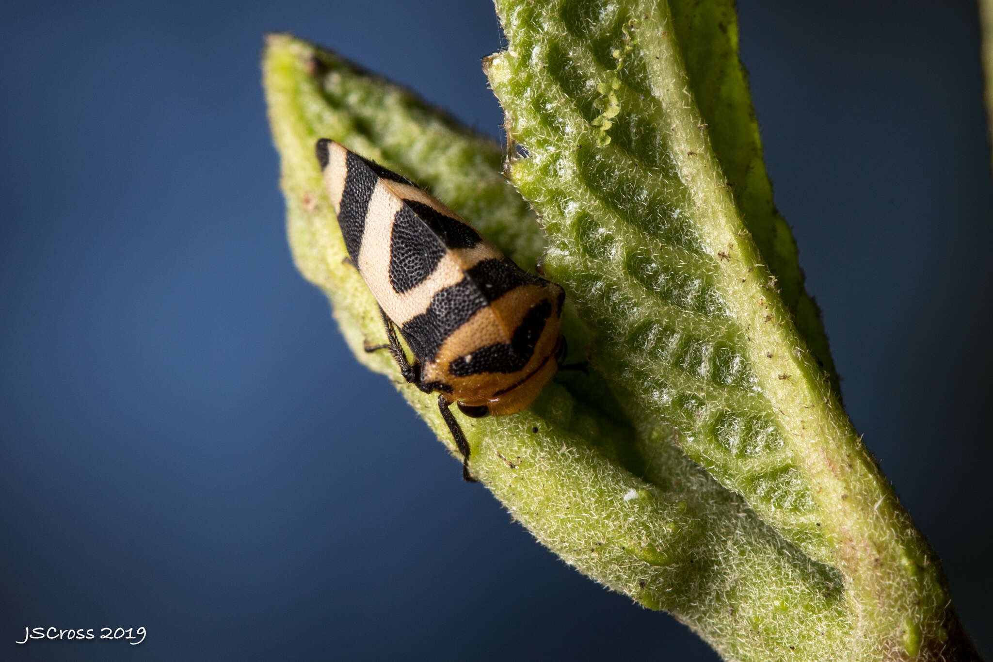 Image of Adippe histrio Walker