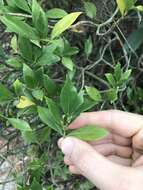 Image of Cape jasmine