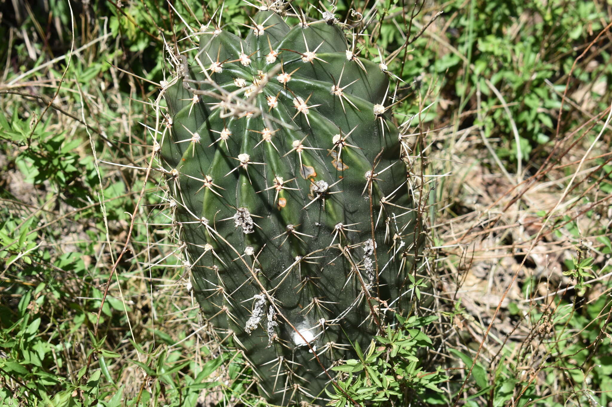 Image of Echinopsis rhodotricha K. Schum.