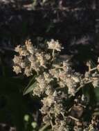 صورة <i>Parthenium <i>integrifolium</i></i> var. integrifolium