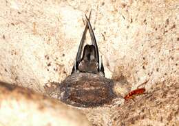 Image of Mossy-nest Swiftlet