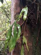 Image of cheiroglossa fern