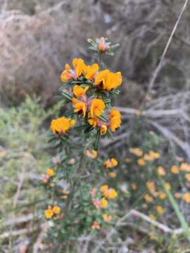 Imagem de Pultenaea linophylla Schrad. & Wendl.