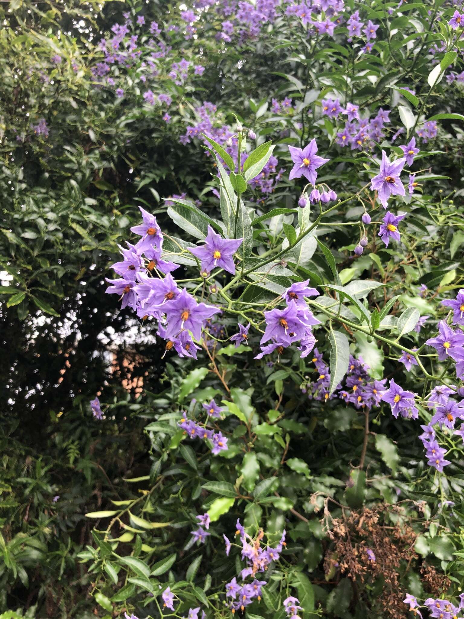 Image of Chilean Nightshade Chilean