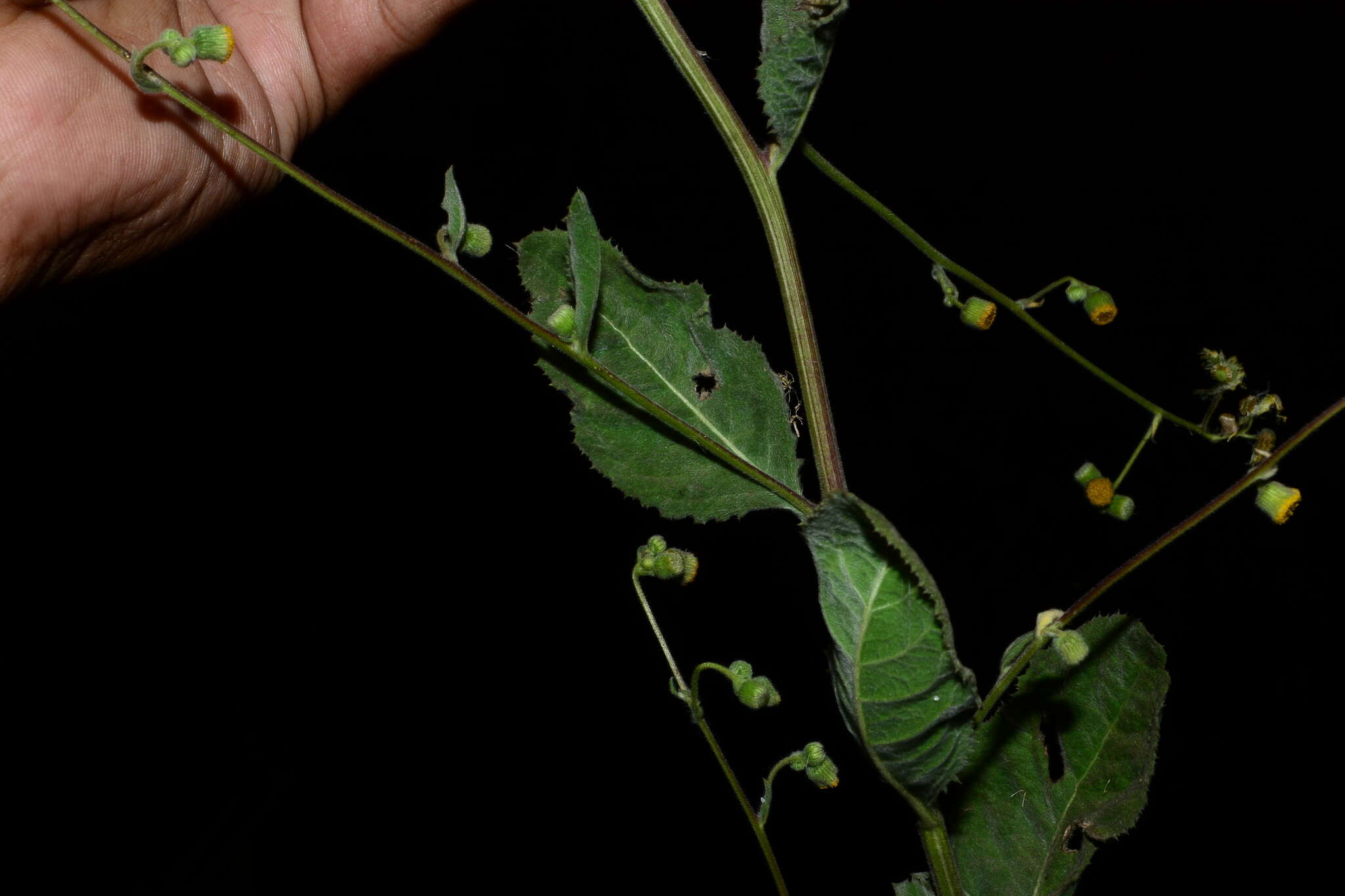 Image of Blumea eriantha DC.