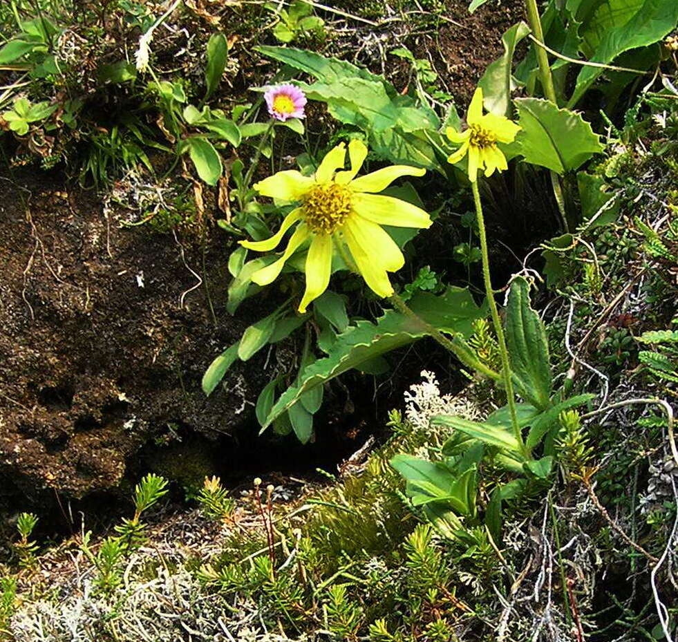 Image of nodding arnica