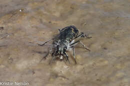 Image of Short-legged Tiger Beetle