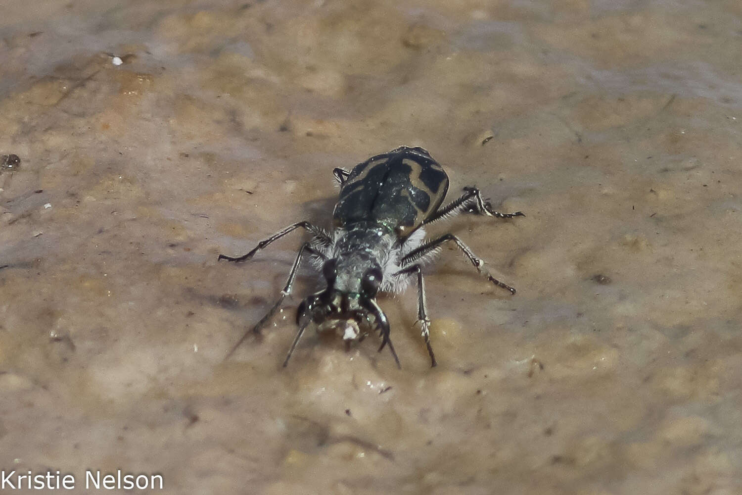 Image of Short-legged Tiger Beetle