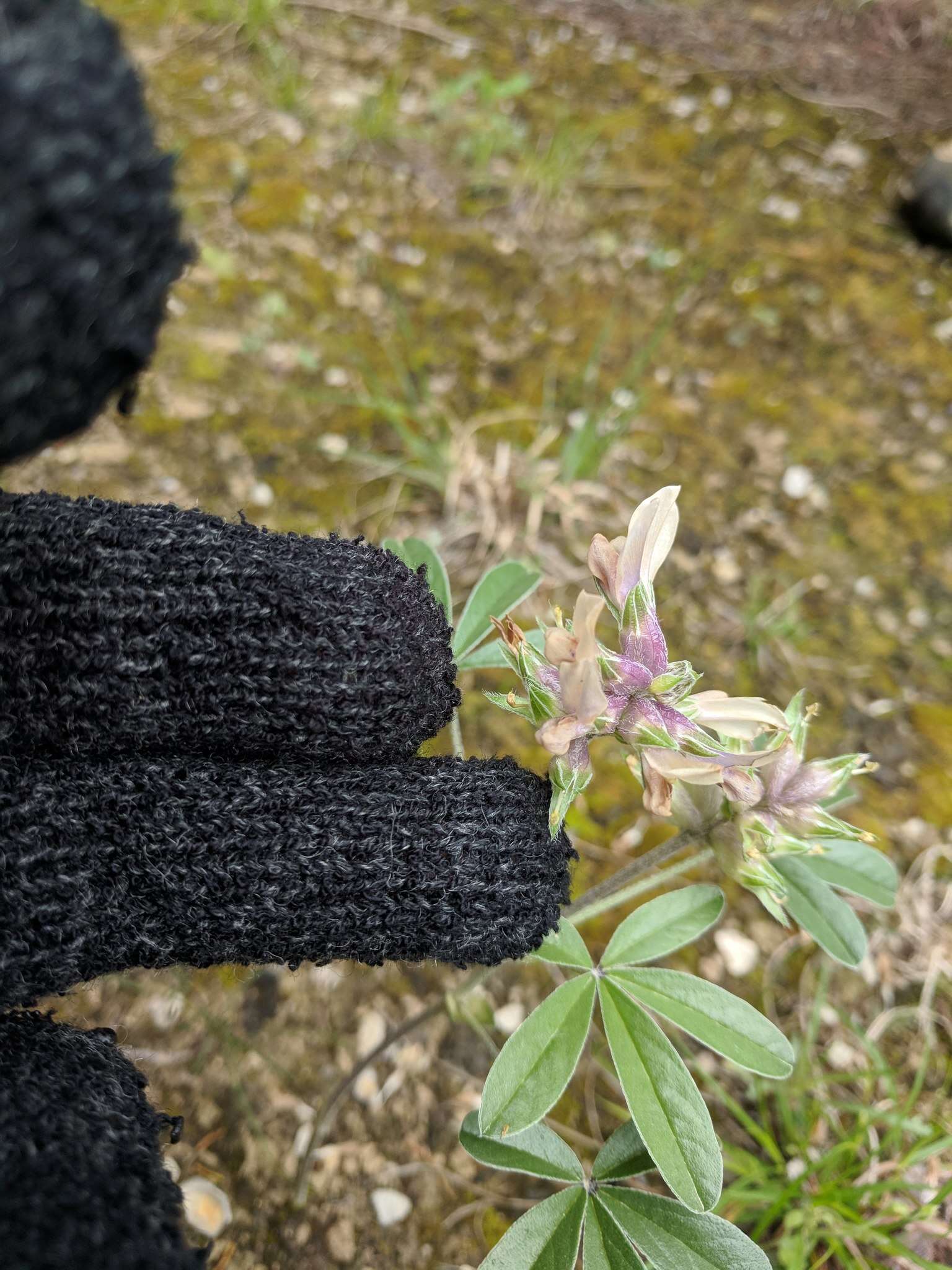 Imagem de Psoralea latestipulata var. appressa Ockendon