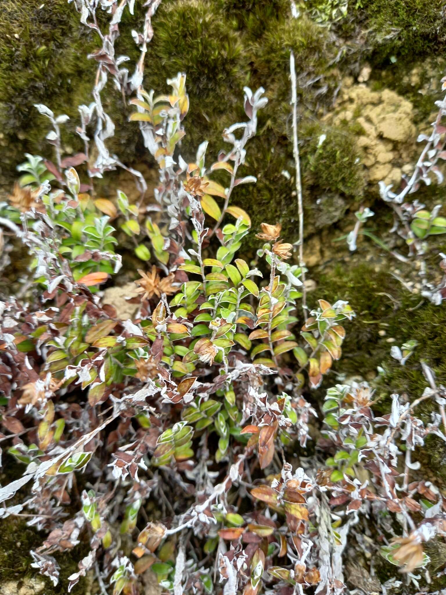 Image de Helichrysum filicaule Hook. fil.