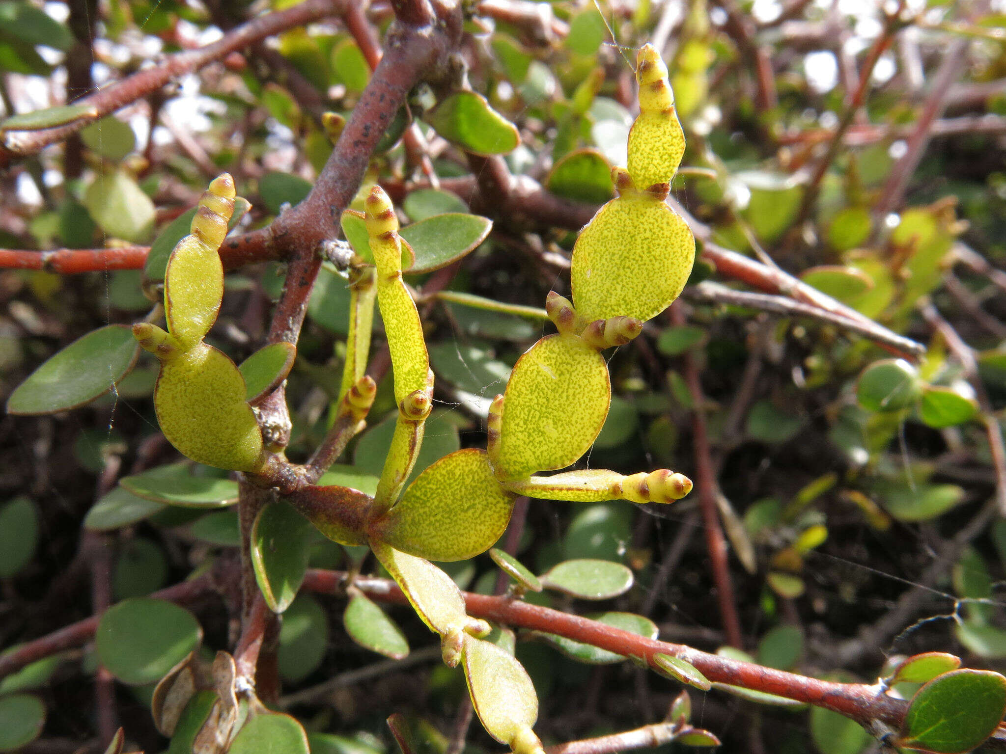 Image of Korthalsella lindsayi (D. Oliver) Engl.