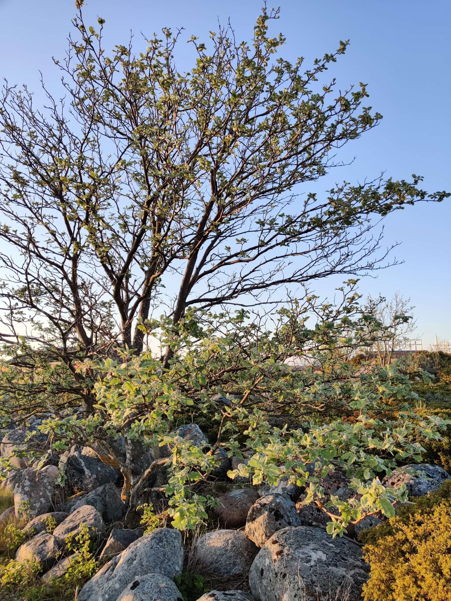 Imagem de Hedlundia hybrida (L.) Sennikov & Kurtto