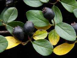 صورة Cotoneaster nitens Rehd. & E. H. Wilson