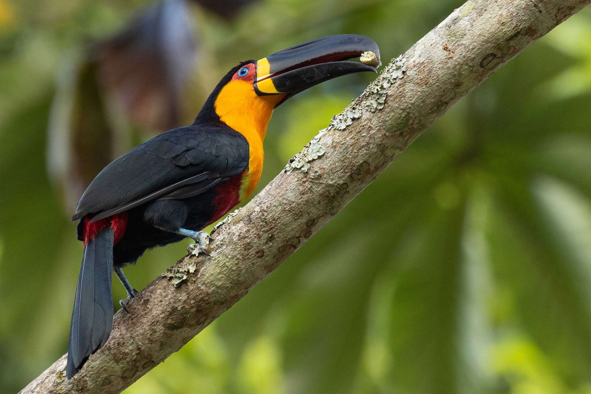 Image of Ramphastos vitellinus ariel Vigors 1826