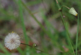 Imagem de Blumea saxatilis Zoll. & Mor.