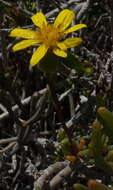 Image of Senecio alooides DC.