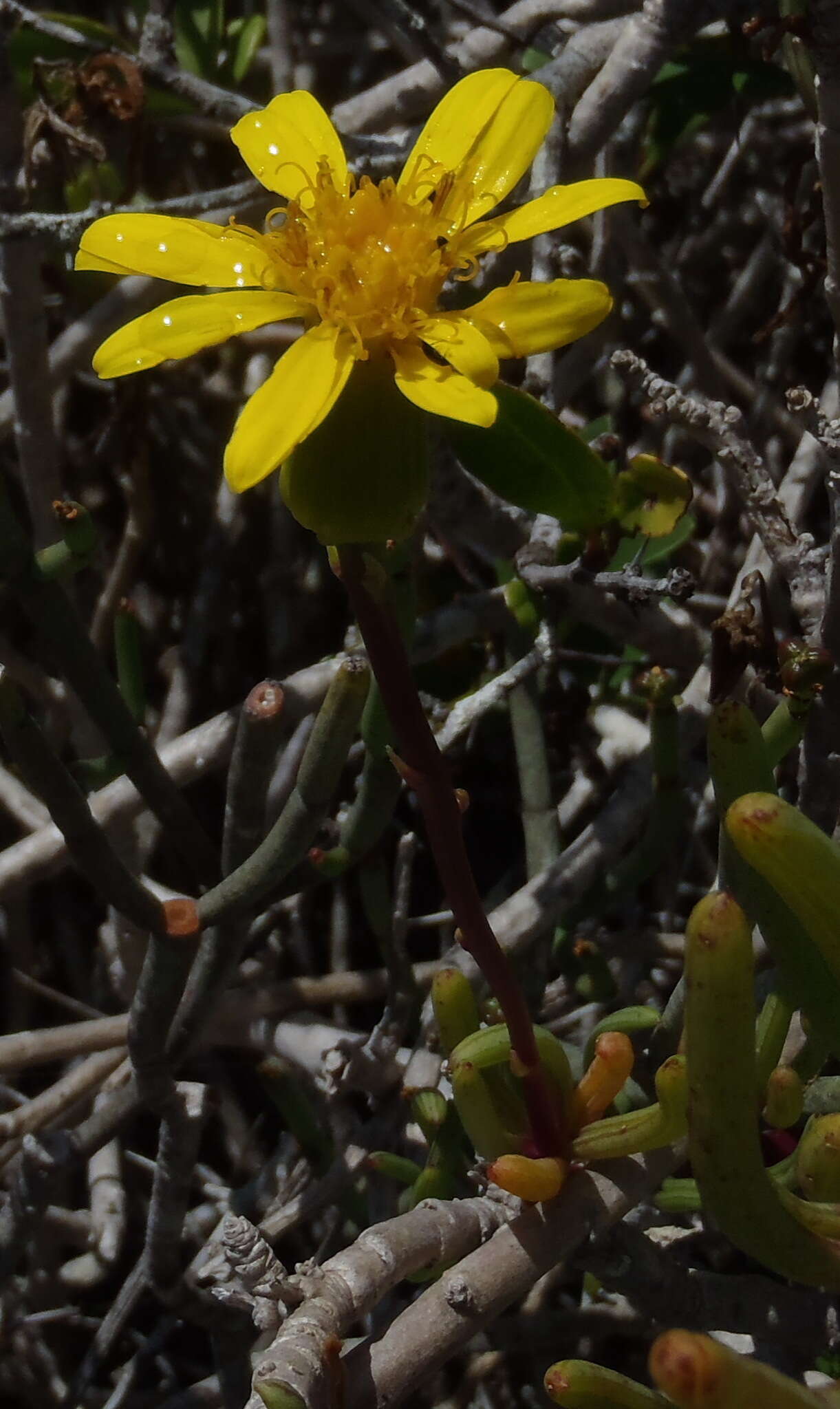 Plancia ëd Senecio alooides DC.