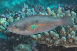 Image of Big belly Parrotfish