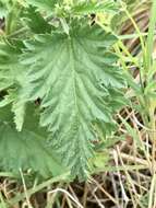 Image of Tragia geraniifolia Klotzsch ex Müll. Arg.