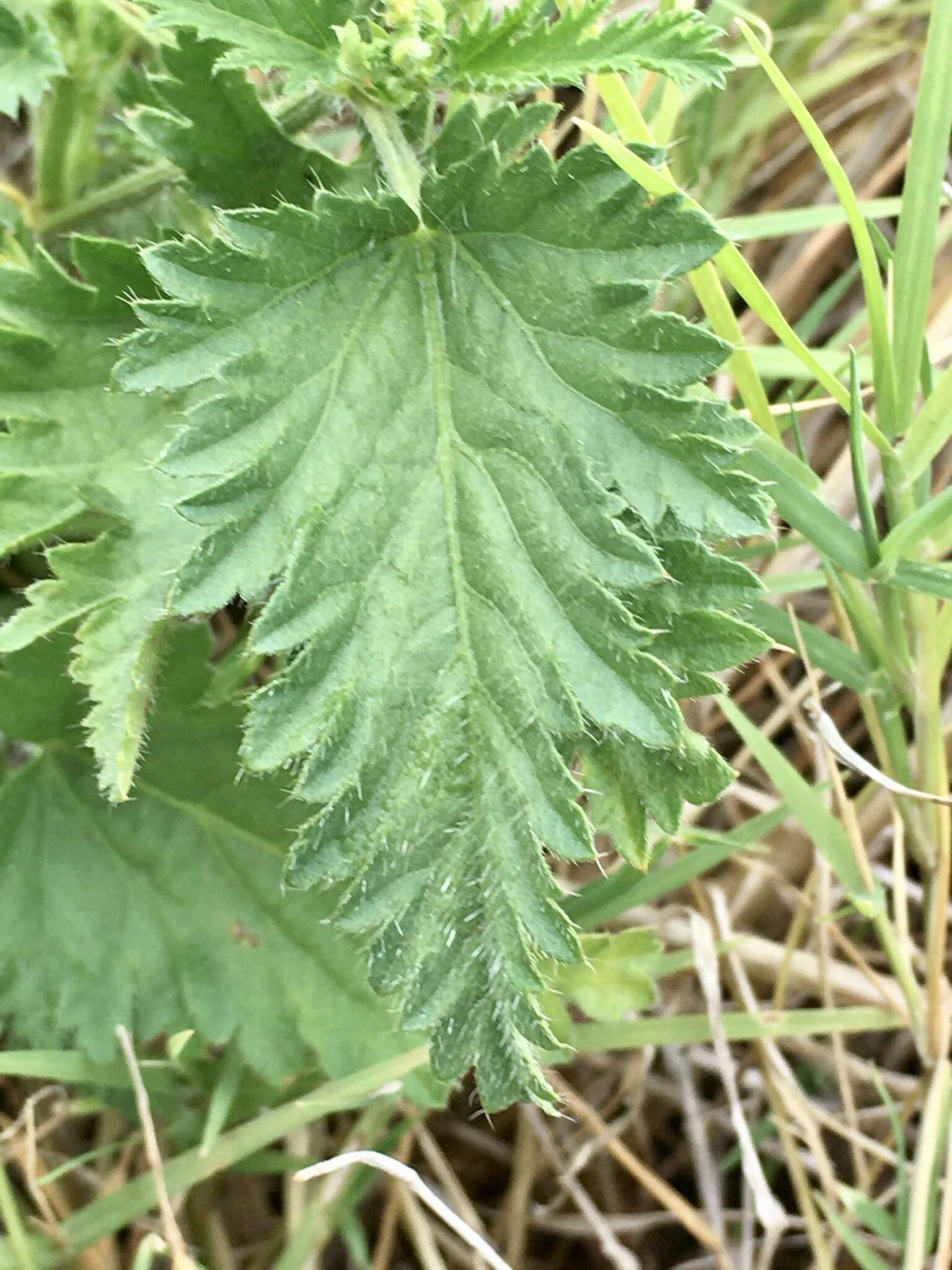 Image of Tragia geraniifolia Klotzsch ex Müll. Arg.