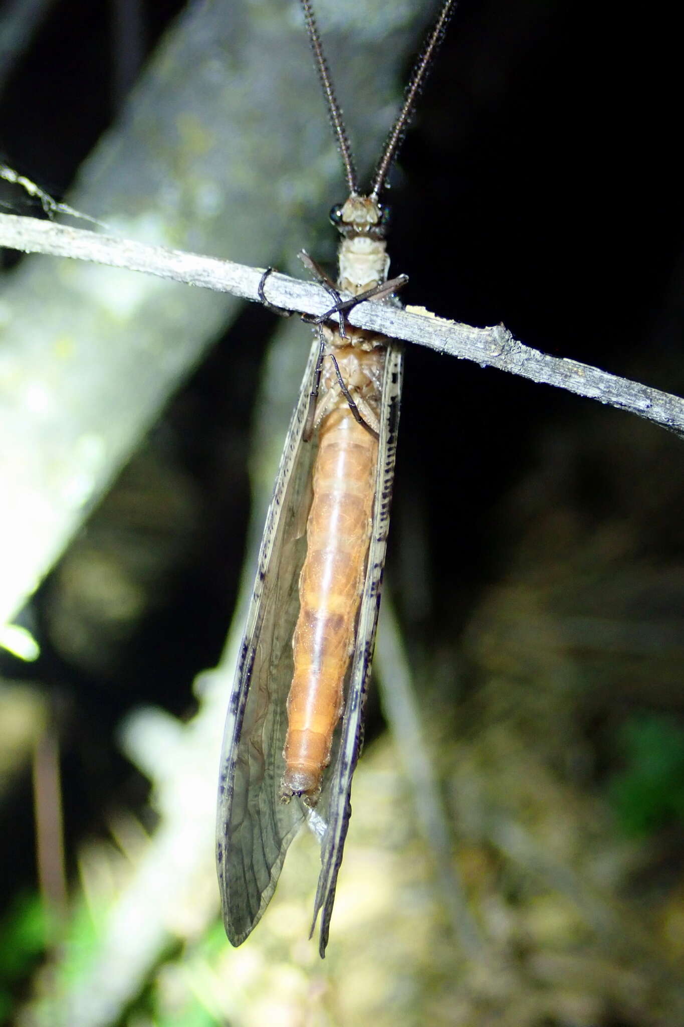 Image of Neohermes filicornis (Banks 1903)