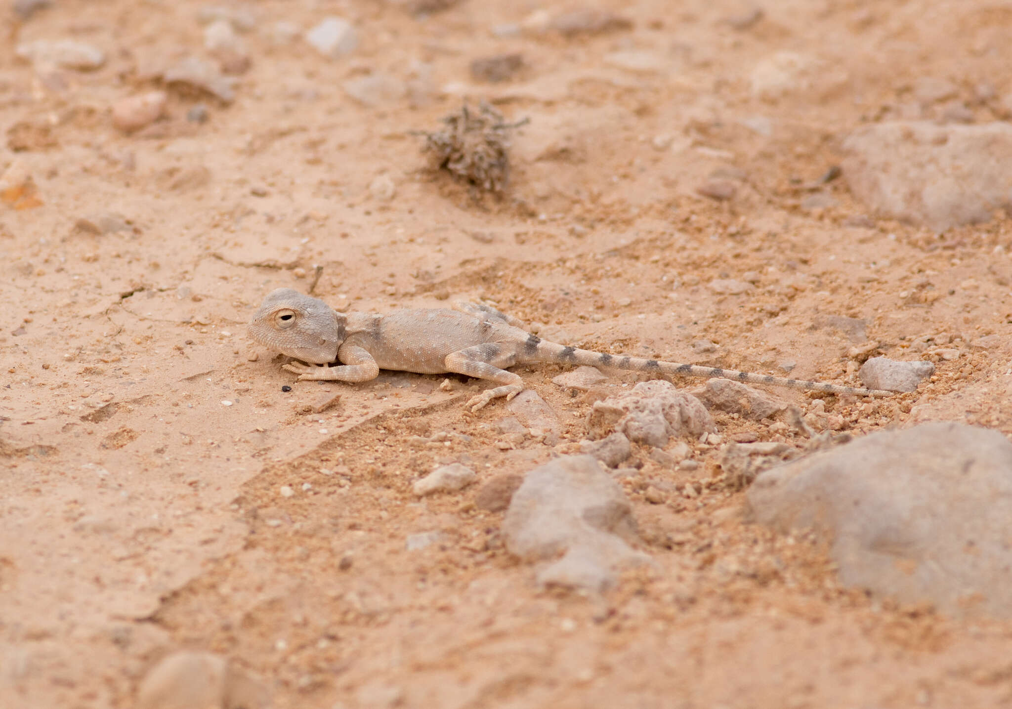 Image of Desert Agama