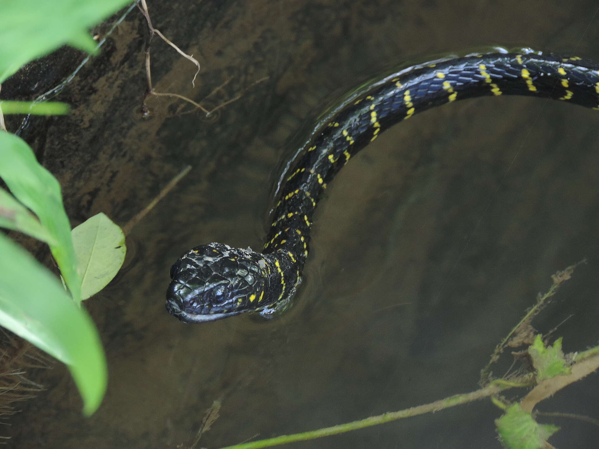 Image of Gold-ringed Cat Snake