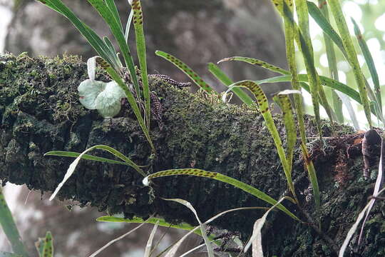 Image of Dictymia brownii (Wikstr.) Copel.