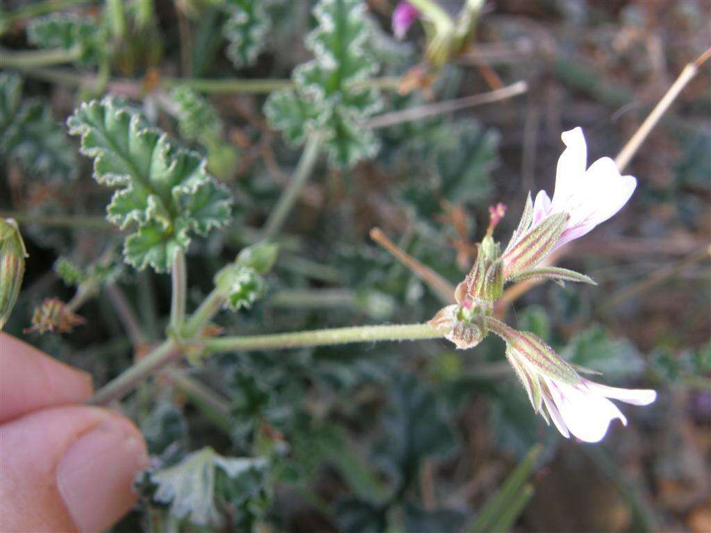 Image of geranium