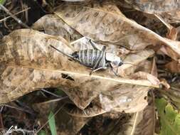 Image of mormon cricket