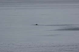 Image of Indian Humpback Dolphin