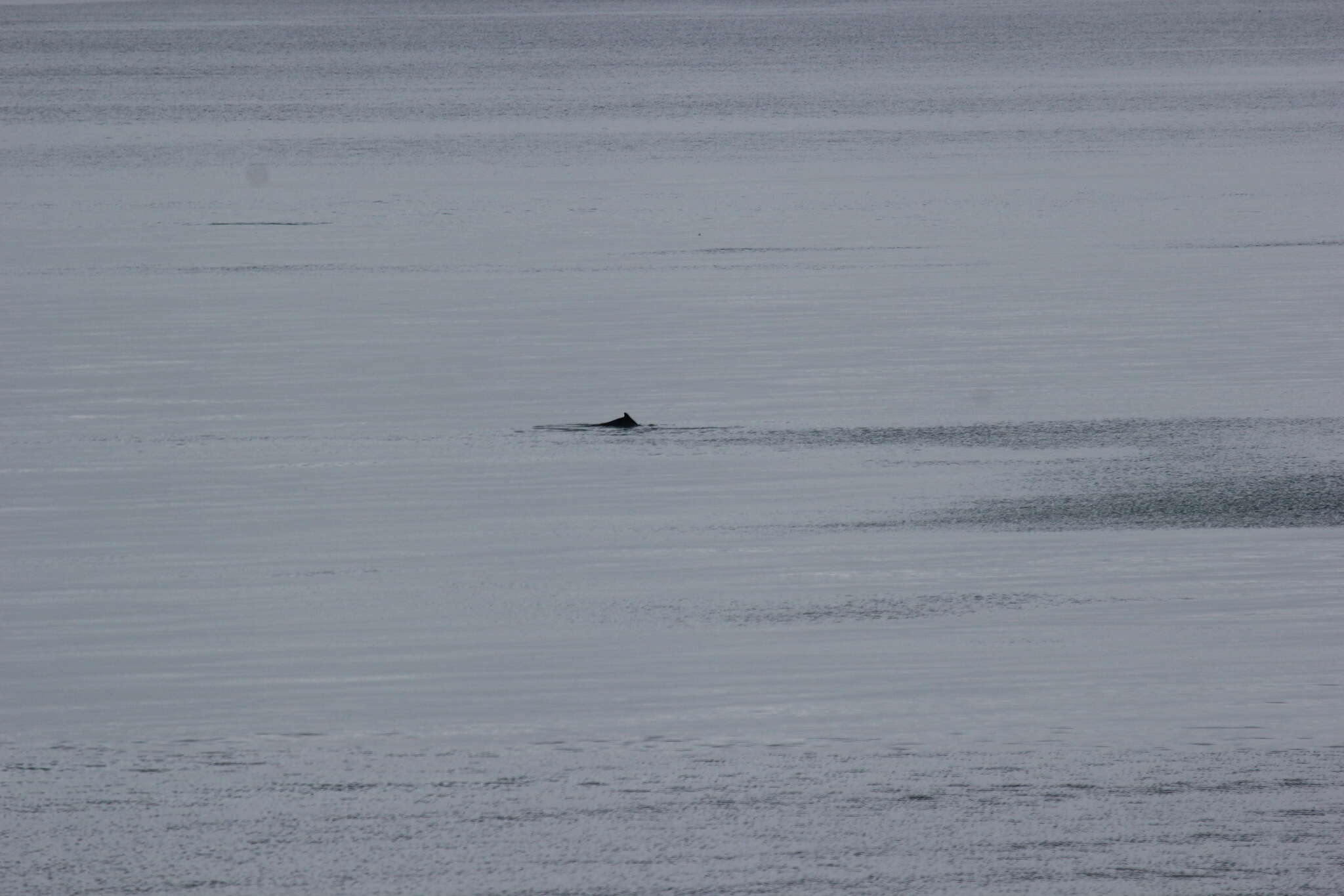 Image of Indian Humpback Dolphin