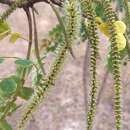 Plancia ëd Stryphnodendron rotundifolium Mart.