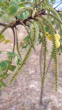 Image of Stryphnodendron rotundifolium Mart.