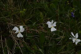 Image of Viola culminis F. Fen. & Moraldo