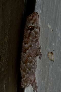 Image of Bibron's Thick-toed Gecko