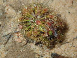 صورة Drosera nitidula subsp. omissa (Diels) N. Marchant & Lowrie